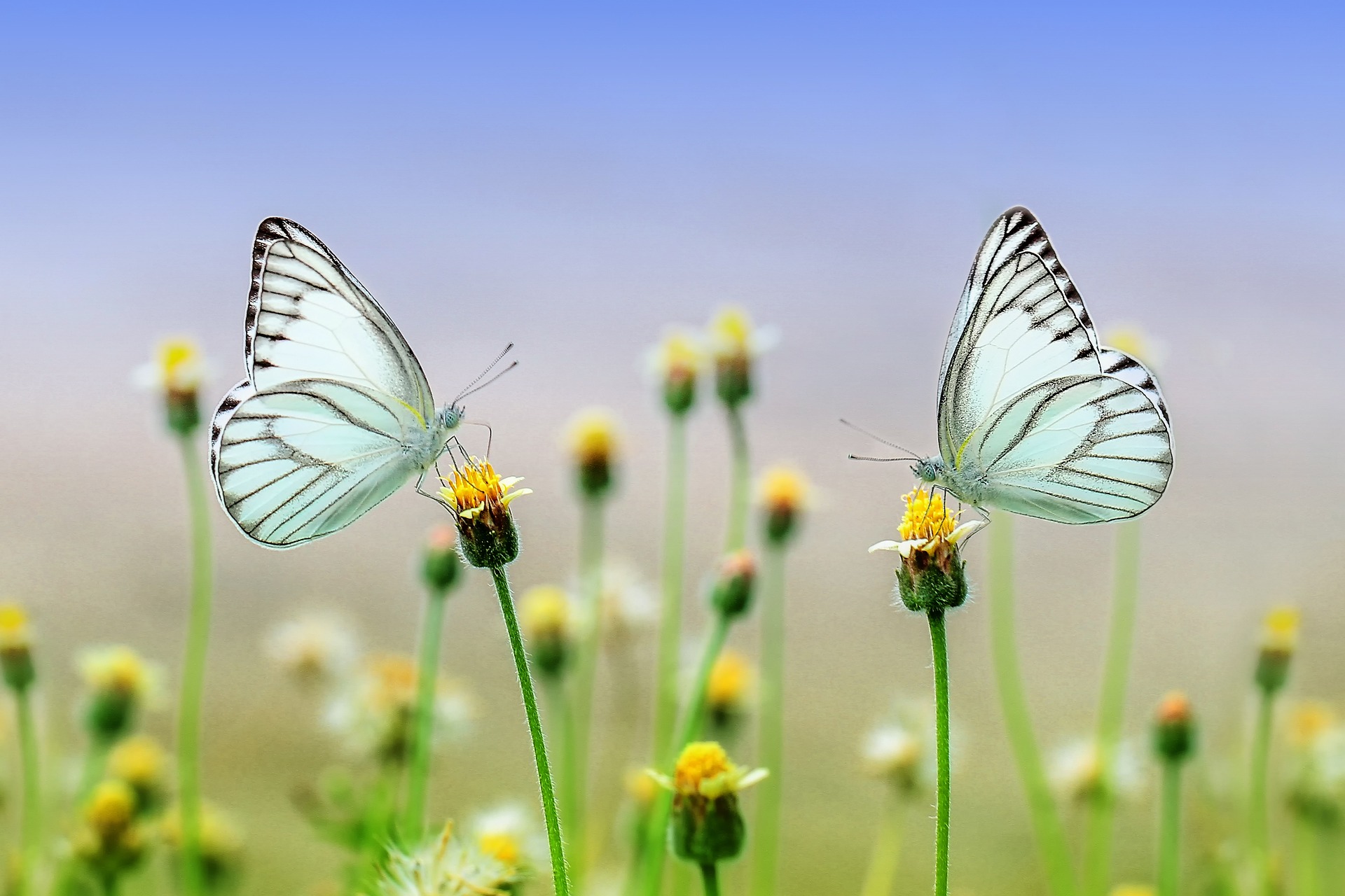 butterflies on flowers