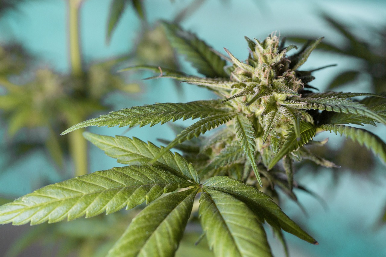 closeup of marijuana leaf